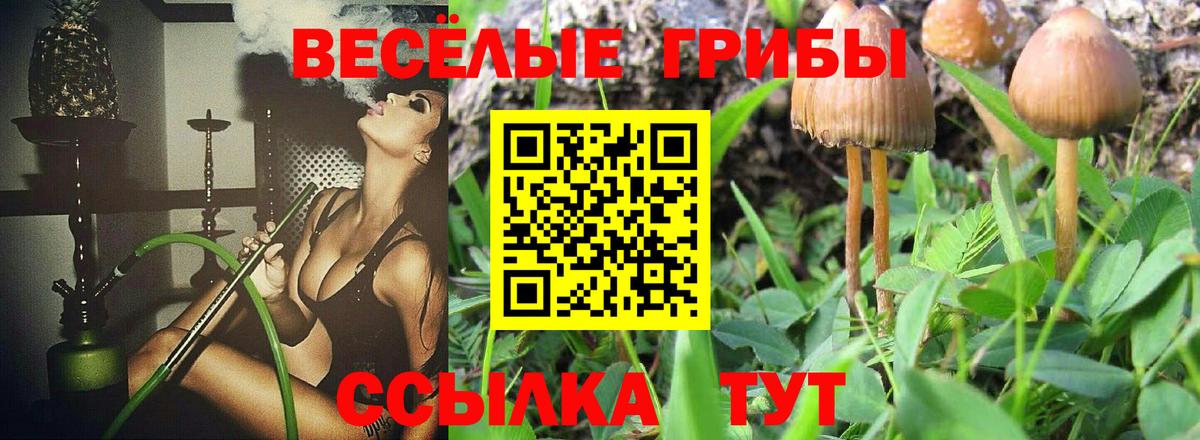 Псилоцибиновые грибы Psilocybine cubensis Краснодар